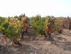 17_17 Beaujolais  .jpg